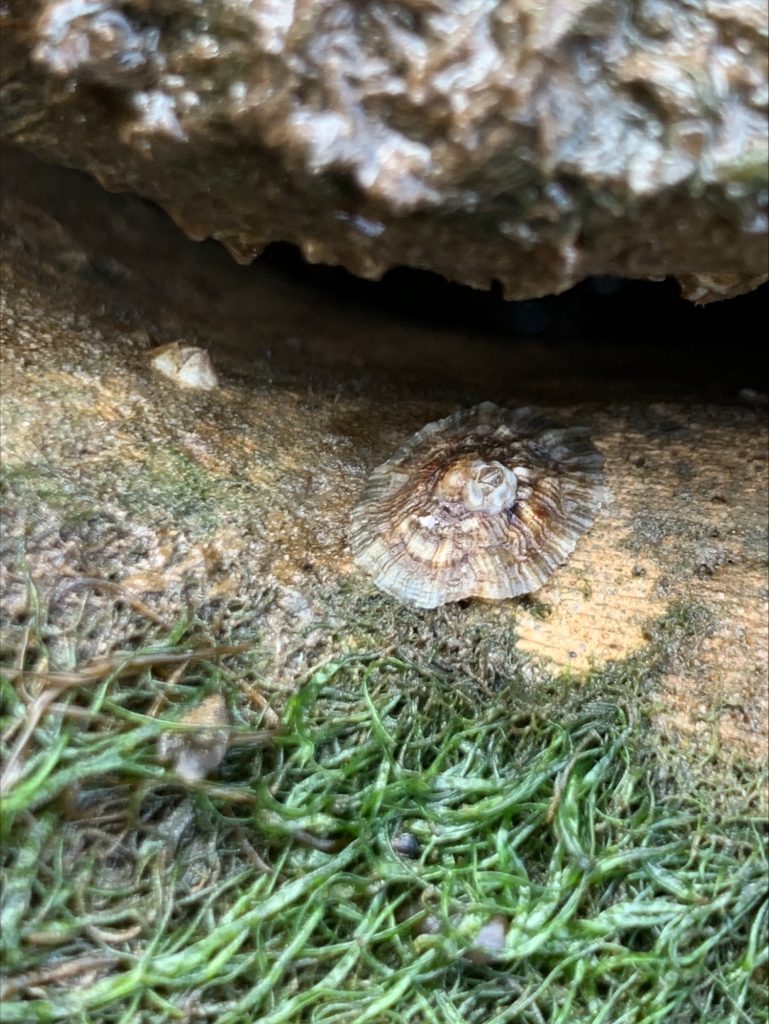 F eGOodXsAEn3MR 769x1024 - SeAlive Tiles Installations