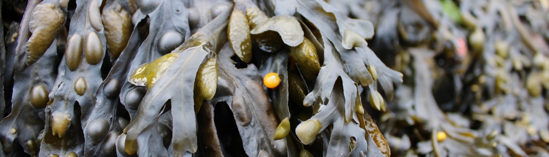 thumbnail IMG 2882 1920x550 - Mermaid Anchors